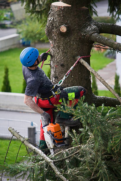 Best Tree Risk Assessment  in Mansfield, AR